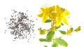 Seeds and flower of Saint Peter`s wort or Hypericum tetrapterum isolated on white Royalty Free Stock Photo