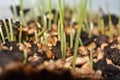 Seeds germinate in fertile soil Royalty Free Stock Photo