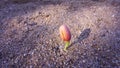 The seeds germinate from the ground that is naturally beautiful and moist Royalty Free Stock Photo