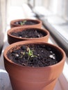 Seeds germinate in spring. Royalty Free Stock Photo