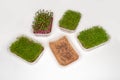 Seeds for germination. Growing various micro-green plants