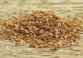 Seeds of Gold Coloured Sesam, sesamum indicum Royalty Free Stock Photo