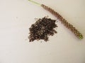 Seeds of greater plantain, plantago major Royalty Free Stock Photo