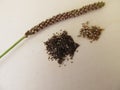 Seeds of greater plantain, plantago major Royalty Free Stock Photo