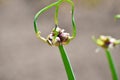 Seeds of green onion on the growing head of the stem in the field Royalty Free Stock Photo