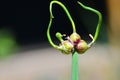 Seeds of green onion on the growing head of the stem in the field Royalty Free Stock Photo