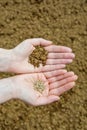 Seeds in Hands Royalty Free Stock Photo