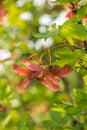 Seeds of hedge maple, Acer campestre