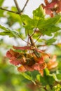 Seeds of hedge maple, Acer campestre