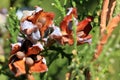 Seeds of a juniperus occidentalis (western juniper)