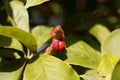 Seeds of a kobus magnolia, Magnolia kobus