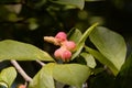 Seeds of a kobus magnolia, Magnolia kobus