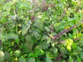 Seeds, leaves and plants of black Basil.