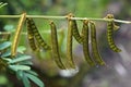 Seeds of leguminous plant, Rio Royalty Free Stock Photo