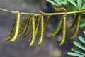 Seeds of leguminous plant, Rio Royalty Free Stock Photo