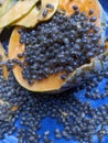 the seeds of local javanese papaya Royalty Free Stock Photo