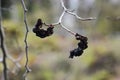 Seeds of the Magnolia kobus