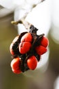 Seeds of the Magnolia kobus