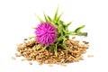 Seeds of a milk thistle with flowers Silybum marianum, Scotch T