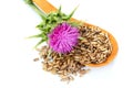 Seeds of a milk thistle with flowers Silybum marianum, Scotch Th