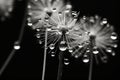 Flower plant macro blowball monochrome nature dandelion art drops black poster beauty white Royalty Free Stock Photo