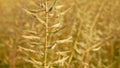 Seeds mustard white yellow bio closeup spice gold dried plant Sinapis alba detail close-up organic, field, farm bio Royalty Free Stock Photo