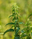 Seeds on the nettle in nature