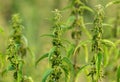 Seeds on the nettle in nature