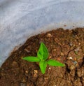 Seeds of new plants growing in seedlings