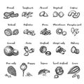 Seeds and nuts set Vintage hand drawing of hazelnut, walnut, peanuts, almond, cashew, pistachio, Brazilian nut, macadmia Royalty Free Stock Photo