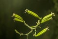 The seeds of an orchid that has been pollinated for a while Royalty Free Stock Photo