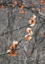 Papery Blossoms Hang from Tree Leaves