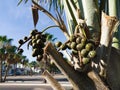 Seeds of palm hyphaene petersiana.