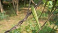 Seeds of Periploca laevigata. Flowering plant in family apocynaceae native to cape verde, canary and savage islands. commonly Royalty Free Stock Photo