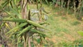 Seeds of Periploca laevigata. Flowering plant in family apocynaceae native to cape verde, canary and savage islands. commonly