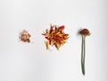 Seeds, petals and stem of gerbera on a white background isolated top view, parts of the flower