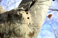 Seeds of plane-tree on bark with leaves and branches in the background on blue sky Royalty Free Stock Photo
