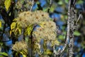 Seeds on a Plant in the Fall at Nature Preserve Royalty Free Stock Photo