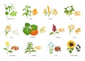 Seeds and plants. Agricultural crops and their produce, growth planted and harvested seeds or grains vector illustration