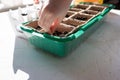 Seeds of plants and flowers in a plastic box container for seedlings with child& x27;s hand. Seeds prepared for planting in Royalty Free Stock Photo