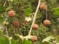 the seeds of Platanus acerifolia