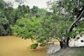 Anadenanthera colubrina tree by the lake