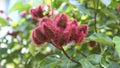 Seeds pods of Annatto lipstick tree. bixa orellana. Natural Background