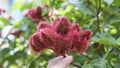 Seeds pods of Annatto lipstick tree. bixa orellana. Natural Background