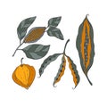 Seeds pods grain set hand drawing doodle color, pod, grain, bean, physalis. Isolated, white background. Royalty Free Stock Photo