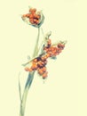 Seeds and pods of Iris foetidissima aka Stinking Iris. Artistically processed image.