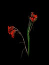 Seeds and pods of Iris foetidissima aka Stinking Iris isolated on black.
