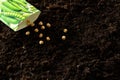 Seeds are poured out of a paper bag onto the soil. Sowing seeds in open ground