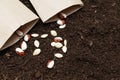 Seeds ready for planting on brown soil. plant growing concept Royalty Free Stock Photo