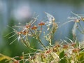 Seeds Ready To Be Scattered Royalty Free Stock Photo